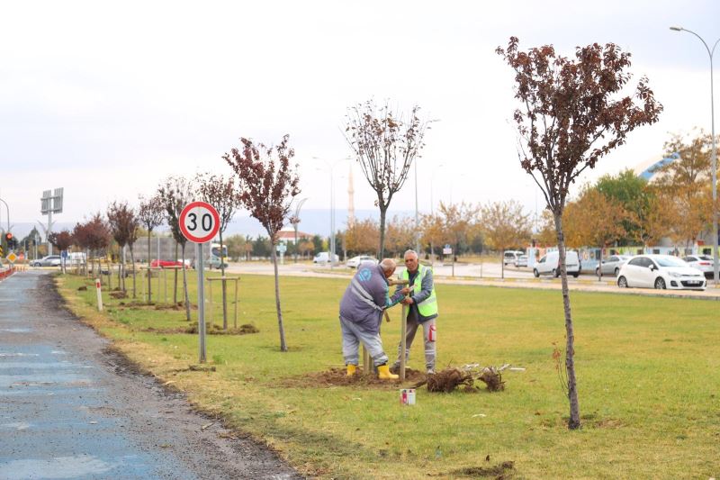 AŞIK MOLLA CADDESİNDE AĞAÇLANDIRMA ÇALIŞMALARI BAŞLATILDI