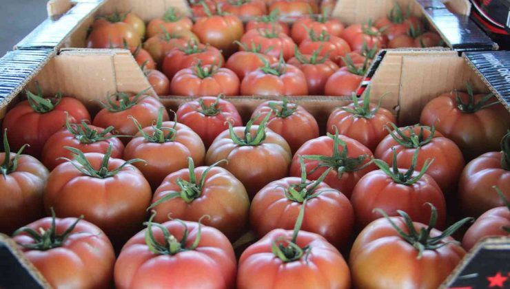 ANTALYA’DA KIŞ DÖNEMİ ÖRTÜ ALTI HASADI BAŞLADI.. 15 KASIM