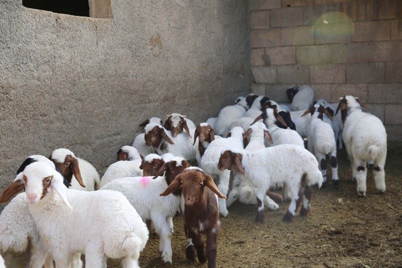 Kuzulu İşletme Kusursuz Üretimdir Projesi’nden Çiftçiler Memnun