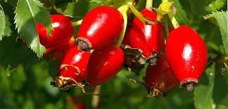 AĞRI KESİCİDEN BİLE DAHA ETKİLİ.. GÜNDE 2 FİNCAN İÇMENİZ YETER