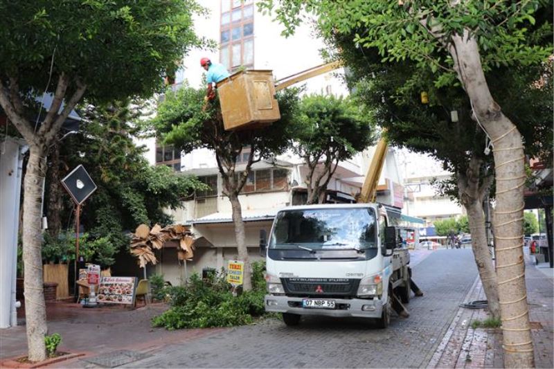 ALANYA BELEDİYESİ KIŞLIK BAKIM ÇALIŞMALARINA DEVAM EDİYOR