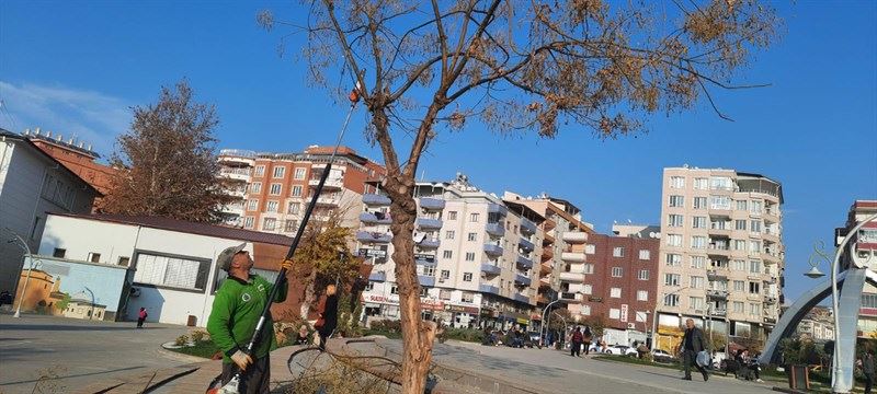 SİİRT’TE AĞAÇ BUDAMA ÇALIŞMALARI DEVAM EDİYOR