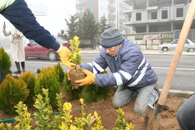 YENİLENEN CADDE VE ORTA REFÜJLER PEYZAJ VE SÜS BİTKİLERİ İLE DONATILIYOR