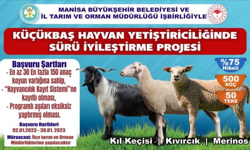 Hayvan Üreticisine ‘Koç’ Gibi Destekte Başvurular Başlıyor