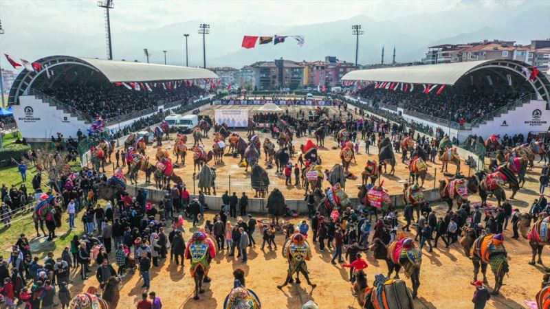 Denizli’de deve güreşi şöleni