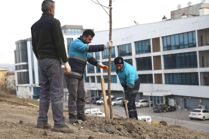 Nilüfer’de ağaçlandırma çalışmaları başladı