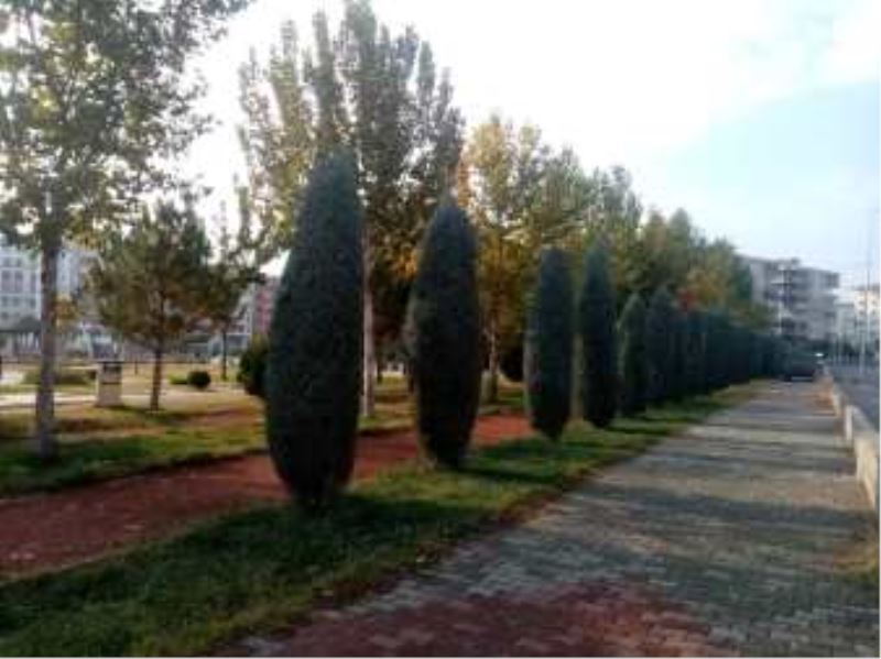 BİNLERCE AĞAÇ DİKİLDİ ŞİMDİ FORM VERME VAKTİ
