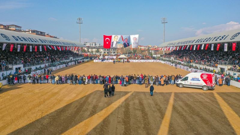 Denizlililer deve güreşine akın etti