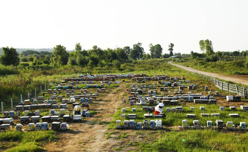 Büyükşehir’in ‘Altın Karınca’ ödüllü projesi rekor kırdı: 1 yılda tam 29 ton üretim
