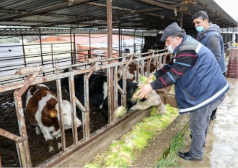 Buca Belediyesi hasıl yem üretiminde kapasiteyi günde 5 tona çıkarttı