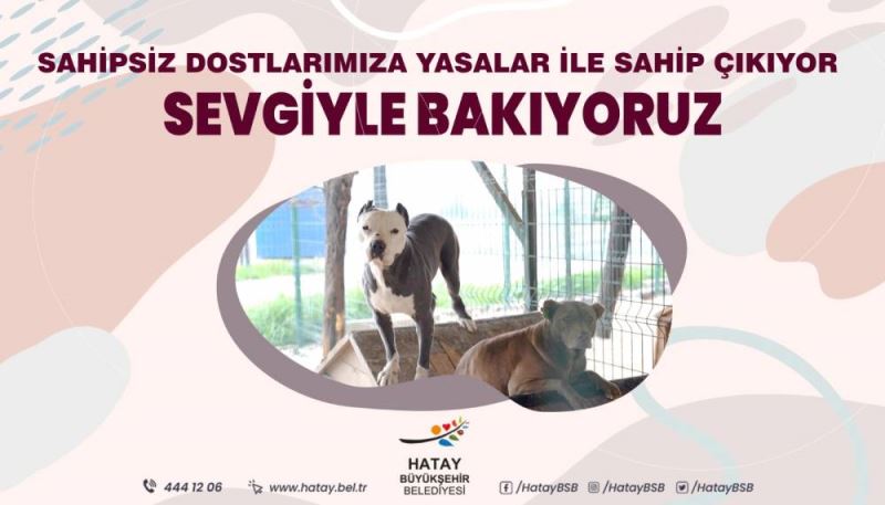 SAHİPSİZ DOSTLARIMIZA YASALAR İLE SAHİP ÇIKIYOR, SEVGİYLE BAKIYORUZ