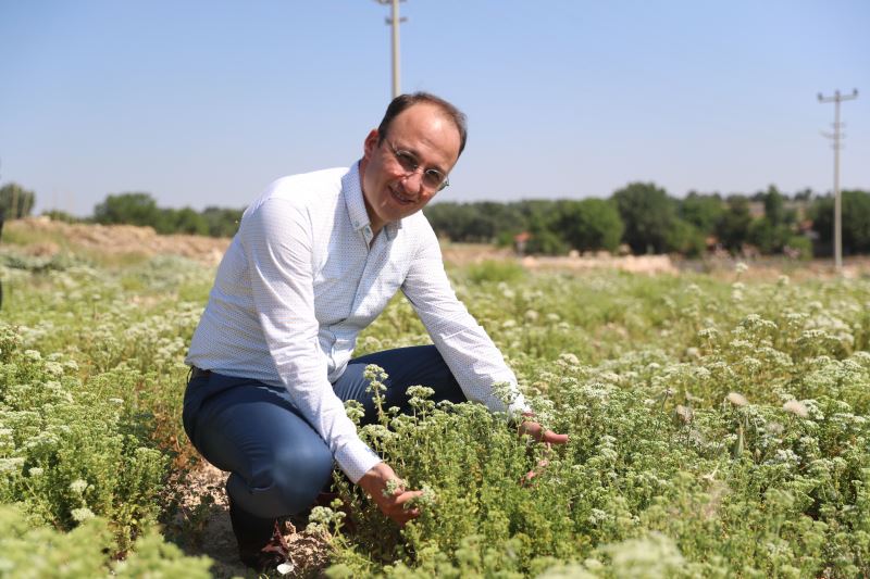 “KEKİK PAMUKKALE İÇİN ÇOK ÖNEMLİ”
