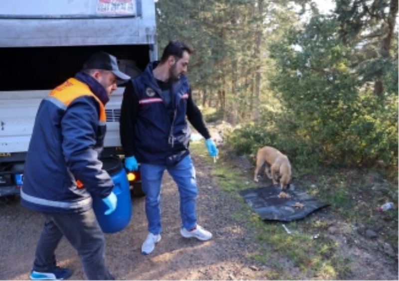 Buca Belediyesi kırsal alanda yaşayan can dostlarına her ay 3 tona yakın atık yemek dağıtıyor