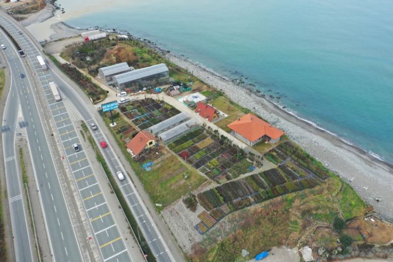 RİZE BELEDİYESİ SERA ALANINDA 300 BİTKİ TÜRÜ ÜRETİLİYOR