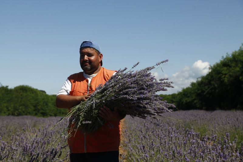 Sakarya dünyada aromatik bitkinin merkez üssü olacak: 