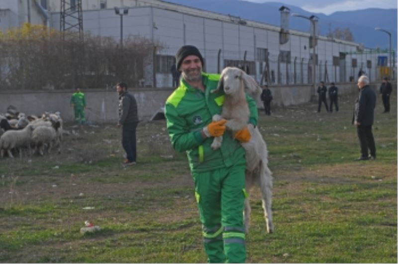 Ekili Arazilere Zarar Veren Koyunlara Zabıta Müdahale Etti