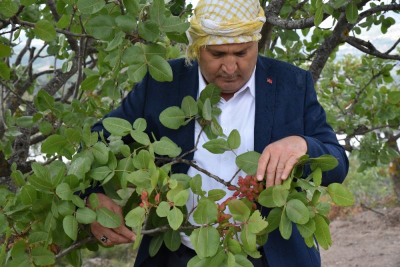 YUNUSEMRE 2023 AĞAÇ AŞILAMA İÇİN TALEP TOPLAYACAK