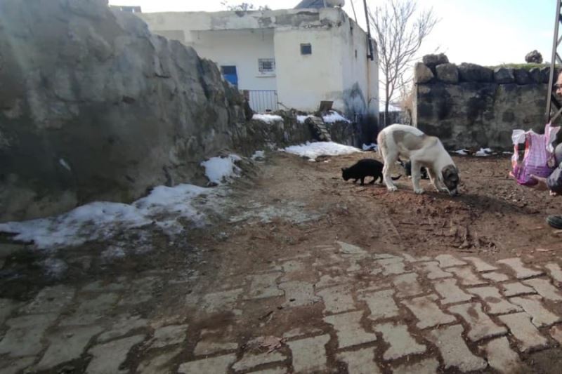 Belediyemiz sevimli dostlar ekibi haftalık yem ve mama dağıtımını gerçekleştirdi.