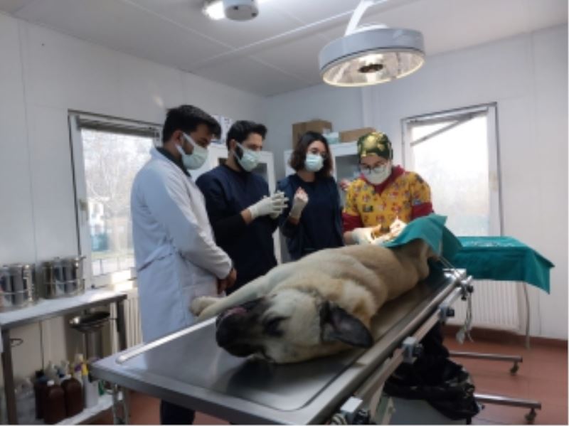 Veteriner Hekim Adayları Osmangazi’de Tecrübe Kazanıyor