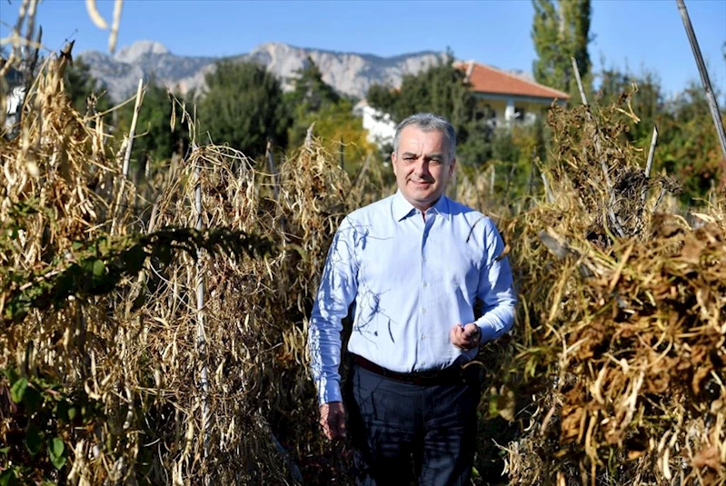 Çandır fasulyesinde hasat zamanı