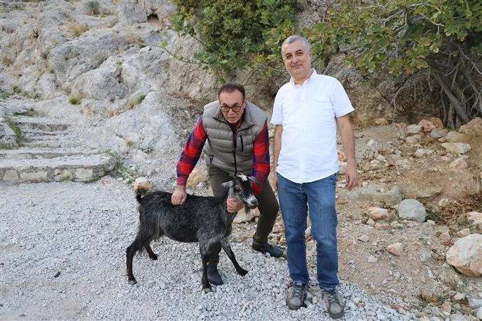 YARALI KEÇİ TEDAVİSİNİN ARDINDAN YENİDEN DOĞAYA BIRAKILDI