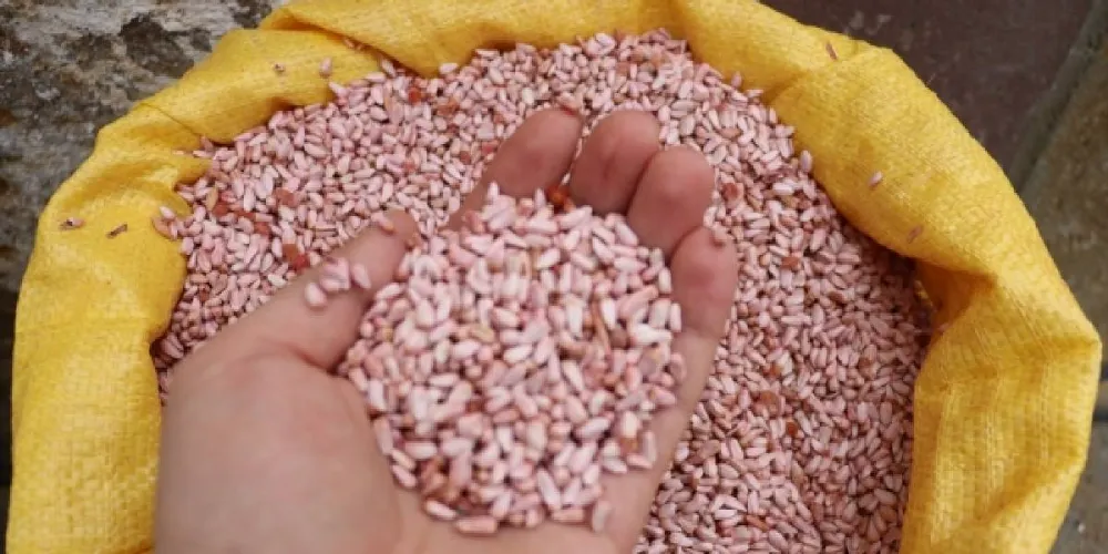 POSASINDAN YAĞINA KADAR HAZİNE.. BU BİTKİNİN ÇÖPÜNÜ BİLE SATIYORLAR