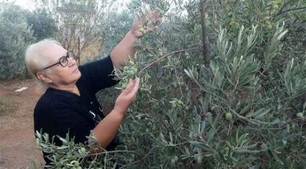 ANTALYA’DAN DÜNYAYA BARIŞ MESAJI.. ‘YILBAŞI SÜSÜ ZEYTİN AĞACI OLSUN’ 
