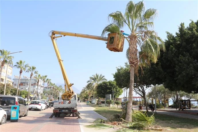 ALANYA BELEDİYESİ KIŞLIK BUDAMA ÇALIŞMALARINA DEVAM EDİYOR