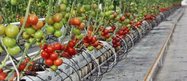 ANTALYA TOPRAKSIZ İKLİM KONTROLLÜ ‘ÖRTÜ ALTI TARIM’DA DA ZİRVEDE