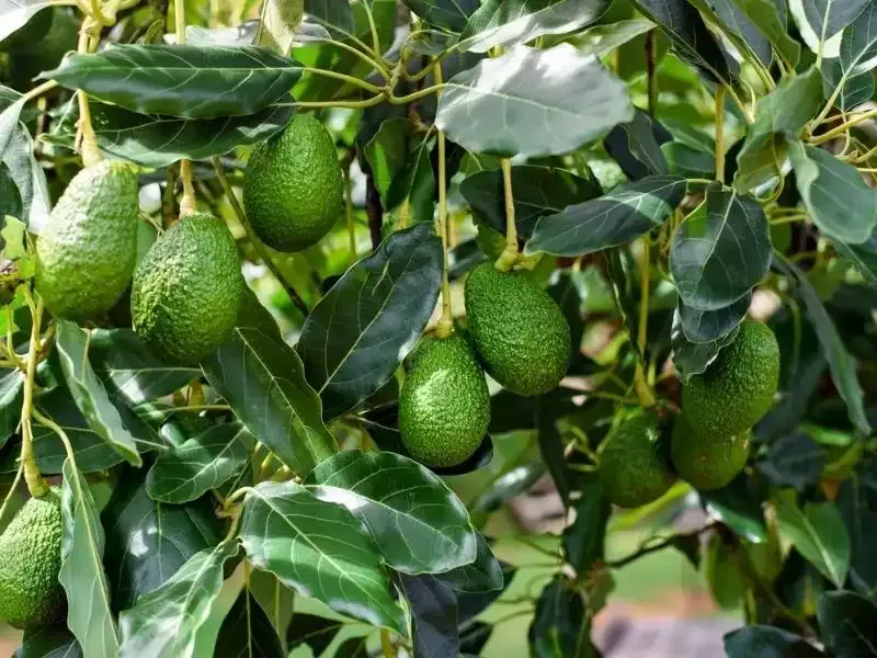 MART’A KADAR DEVAM.. ‘ALANYA’DAN YAPILAN TEDARİK AVRUPA’YI DOYURUR’