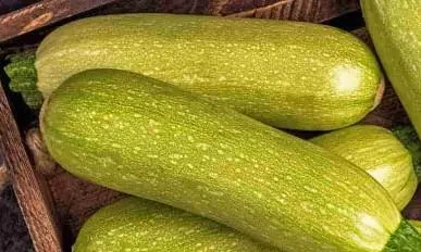 ZAM ŞAMPİYONU ‘KABAK’