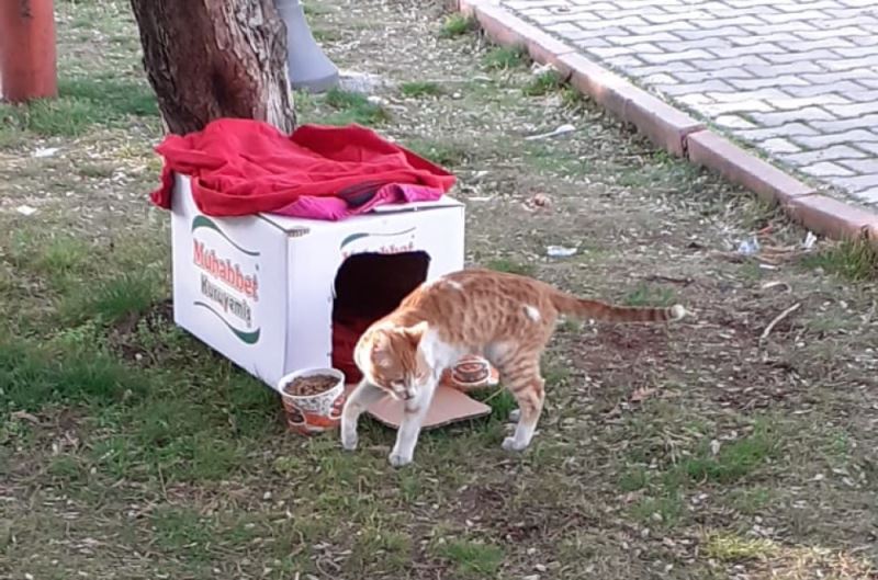 Yıkıntılar arasından gelen kediye kucak açtı