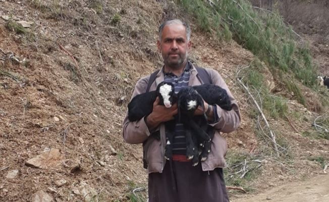 TOROSLAR’DA ÇOBANLARIN OĞLAK MESAİSİ DEVAM EDİYOR