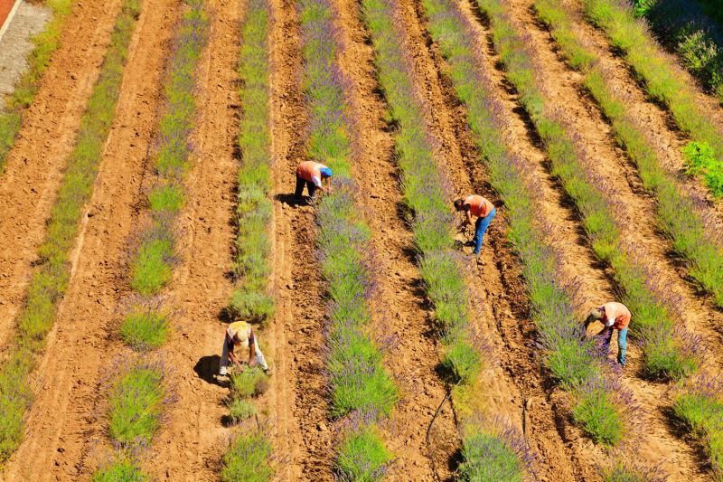 Cennet Vadisi 2022’de Türkiye’ye ve dünyaya şifa oldu: Doğanın mucizesi 16 ton ürün