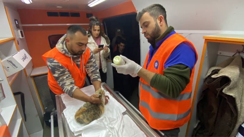 Antalya Büyükşehir Belediyesi  veterinerleri Gaziantep’te