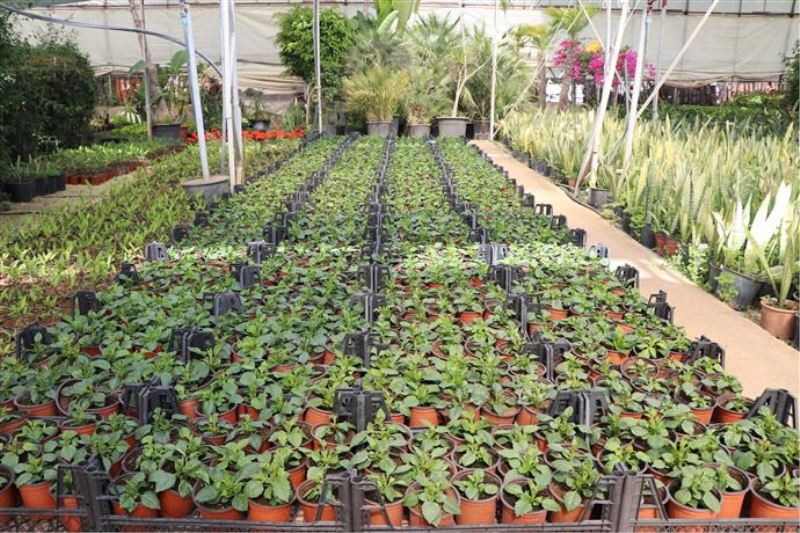 ALANYA BELEDİYESİ RAMAZAN BAYRAMI’NDA ÜCRETSİZ 62 BİN 500 ÇİÇEK DAĞITACAK