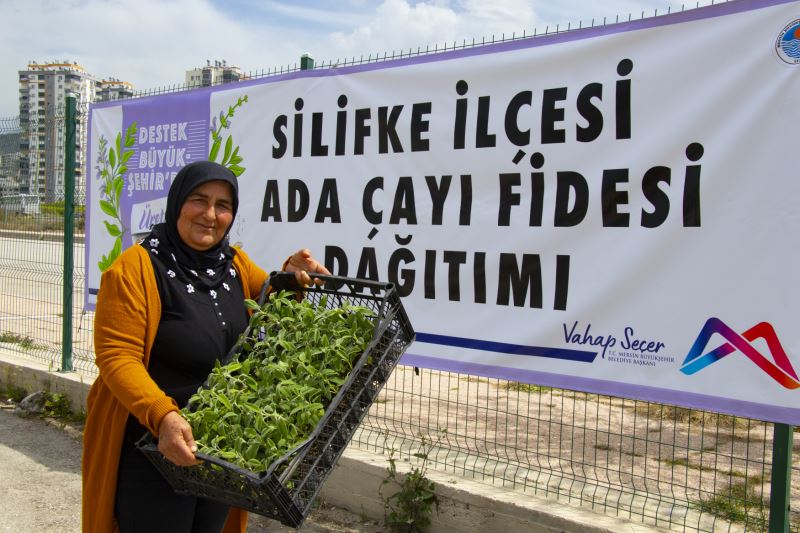 Silifkeli Üreticiler Yeniden Ada Çayı Fidesi İle Buluştu