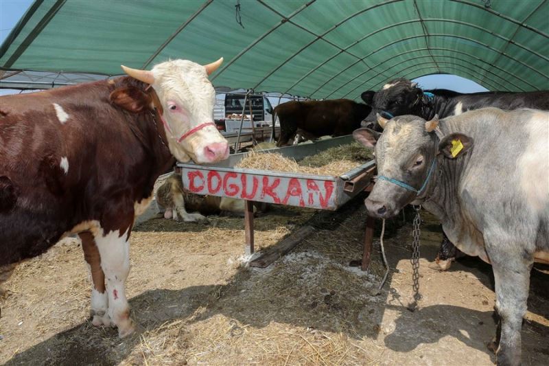 Yenimahalle’de Kurban Bayramı Hazırlıkları Başladı