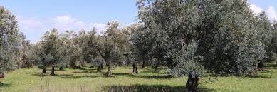 İKLİM DEĞİŞİKLİĞİ ZEYTİNİ DE VURDU.. AĞACI UYUYAMADI ÇİÇEĞİ BOŞ VERDİ
