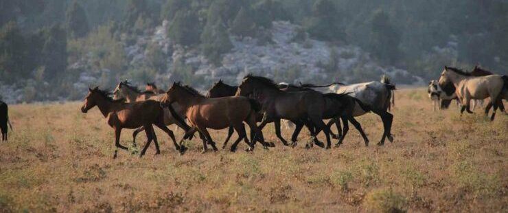 TOROSLAR’IN YEŞİL ÇAYIRLARINDA YILKI ATLARININ GÖRSEL ŞÖLENİ
