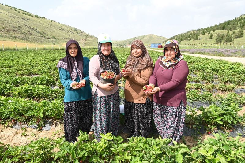 Mamak’ta Çilekler Toplanıyor