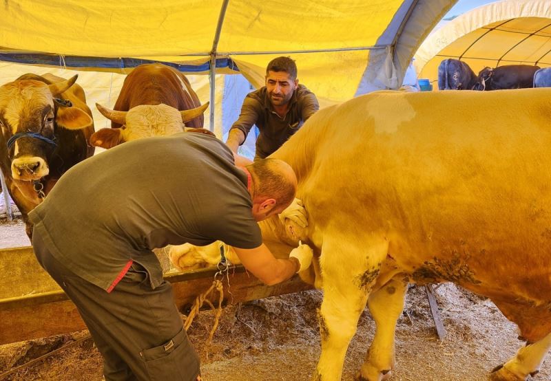 Keçiören’deki kurbanlıklar veteriner denetiminden geçti