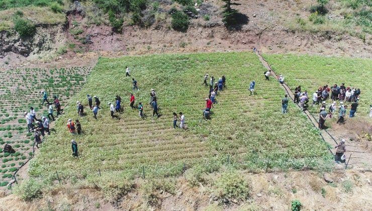 KONYAALTI’NDA KEKİK VE ADAÇAYI HASATI BAŞLADI
