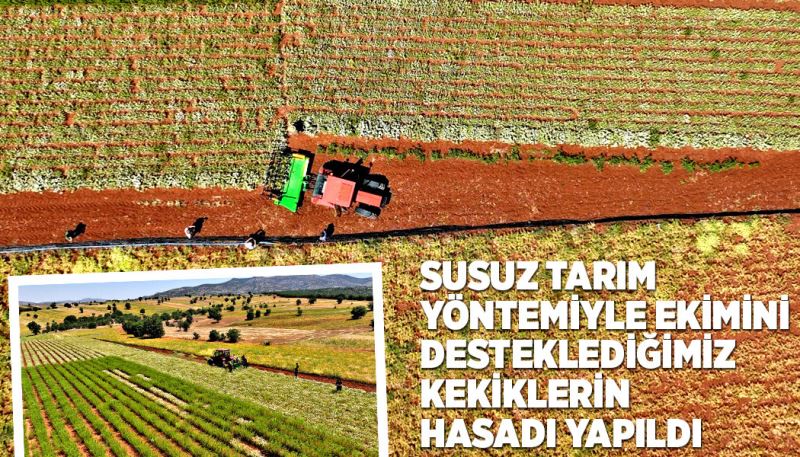 BAŞKAN ALTAY: “SUSUZ TARIM YÖNTEMİYLE EKİMİNİ DESTEKLEDİĞİMİZ KEKİKLERİN HASADI YAPILDI”