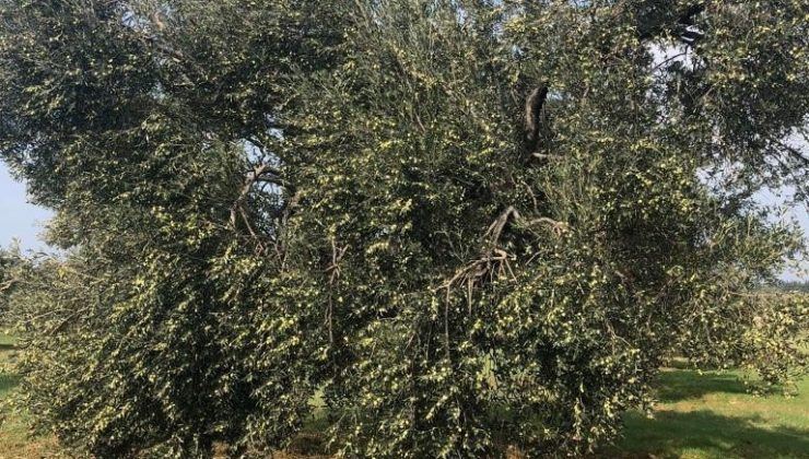 İKLİM KRİZİ ZEYTİN HASADINI KÖTÜ VURDU.. ‘MAHSUL BU YIL ÇOK AZALDI’
