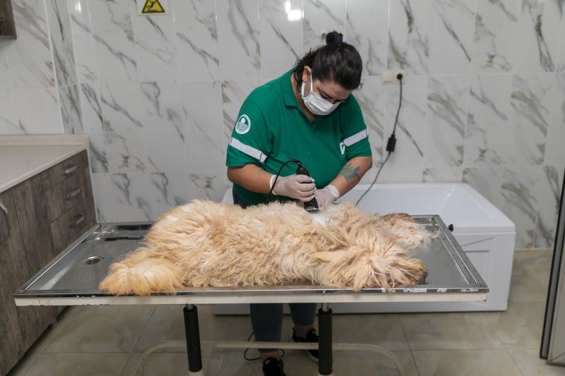Büyükşehir’in Pet Kuaförüyle Can Dostlar Tertemiz