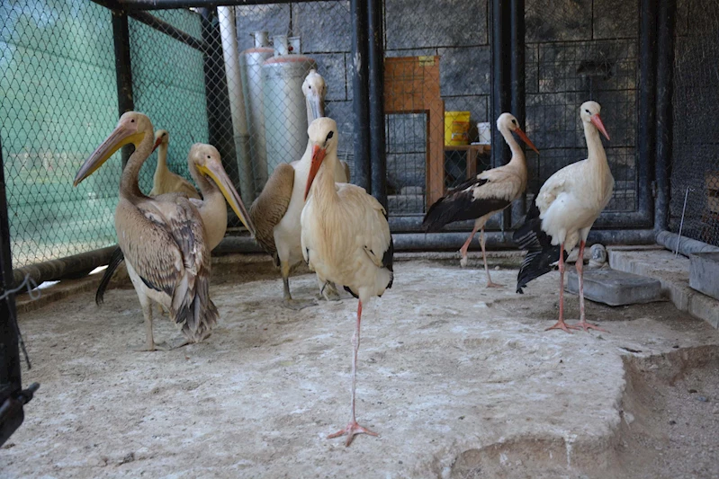 Tarsus Doğa Parkı Hem Yaşam Alanı Hem Rehabilitasyon Merkezi