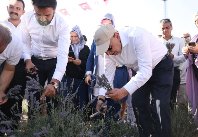 Keçiören’deki Lavanta ve Gül Bahçesi’nde hasat yapıldı