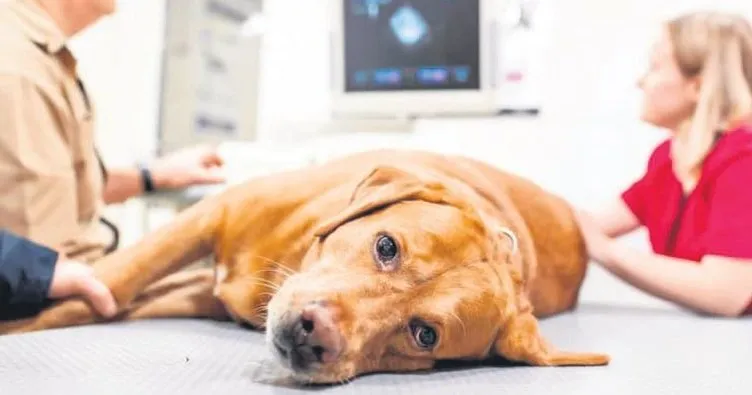 1 HAFTA İÇİNDE SAHİPLENEN OLMAZSA.. İNGİLTERE KÖPEKLERİ UYUTUYOR