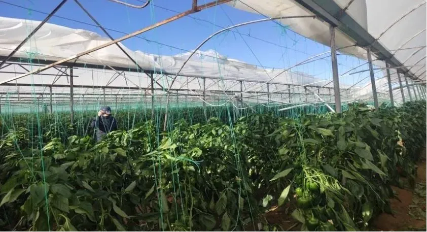 ANTALYA’DA HORTUMUN BİLANÇOSU AĞIR OLDU.. 700 MİLYON TL